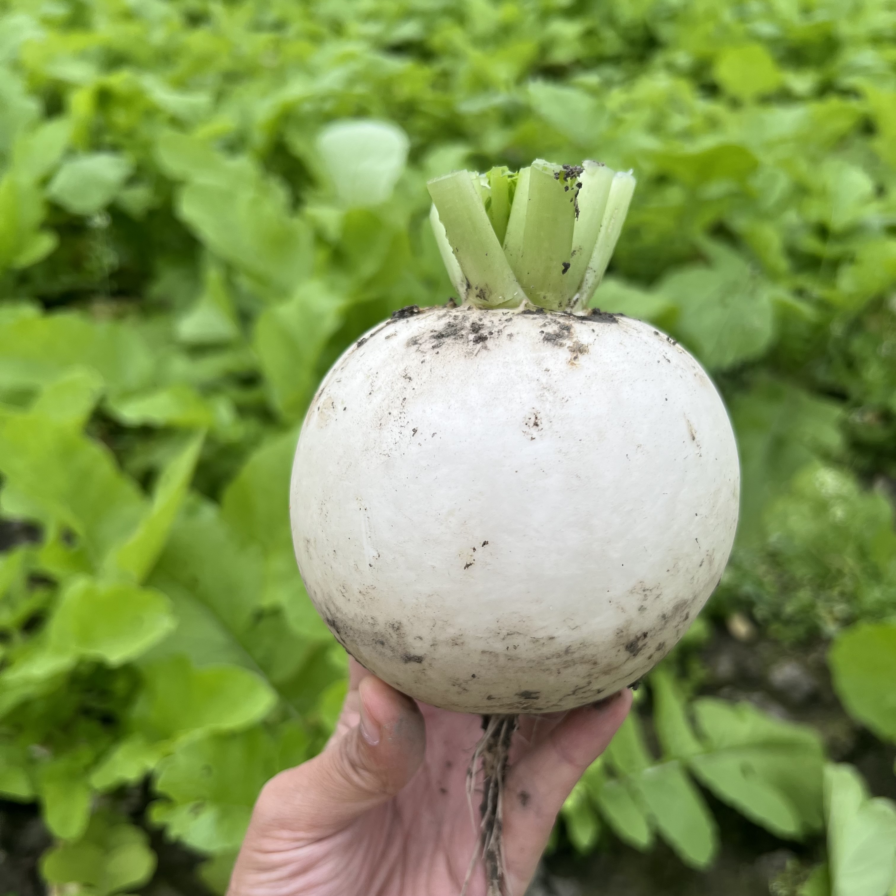 【五斤装】四川沙地元宝圆萝卜农家绿色可生吃不辣口霜打萝卜