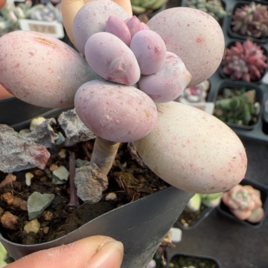 166原始奶多肉植物多