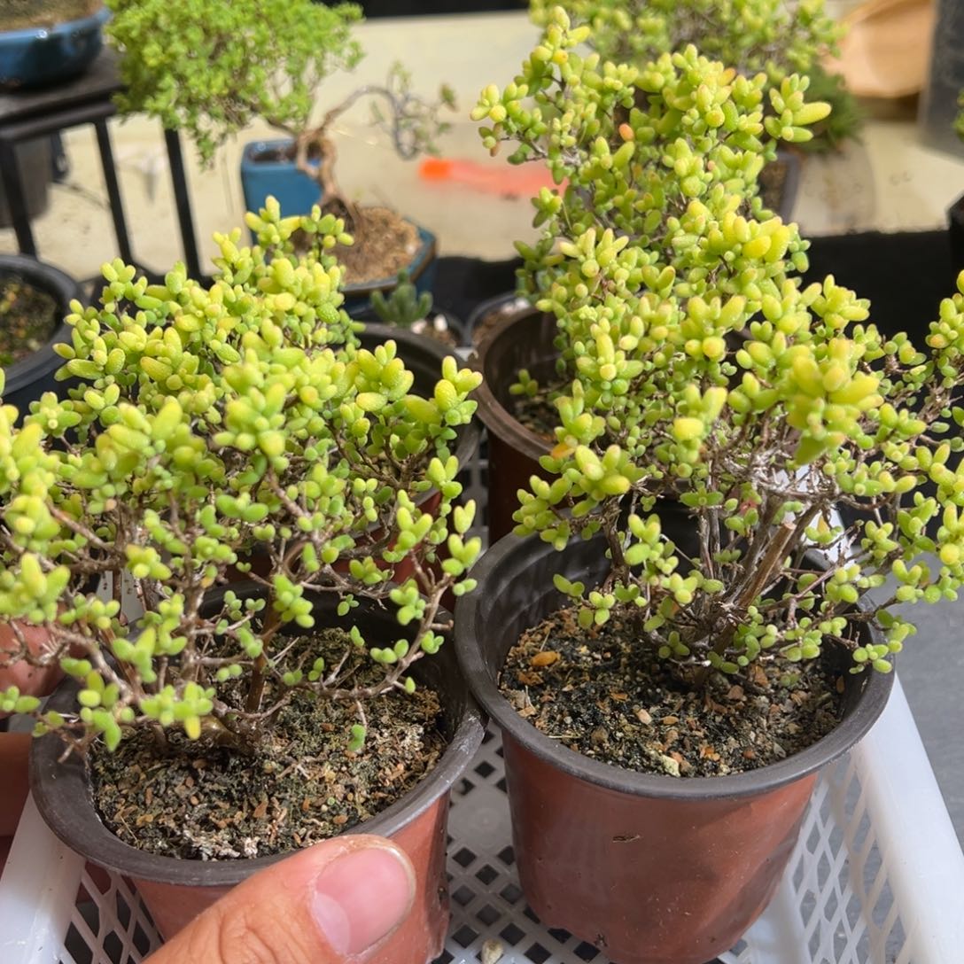 糖球奶油福伦锦90倍老桩福利