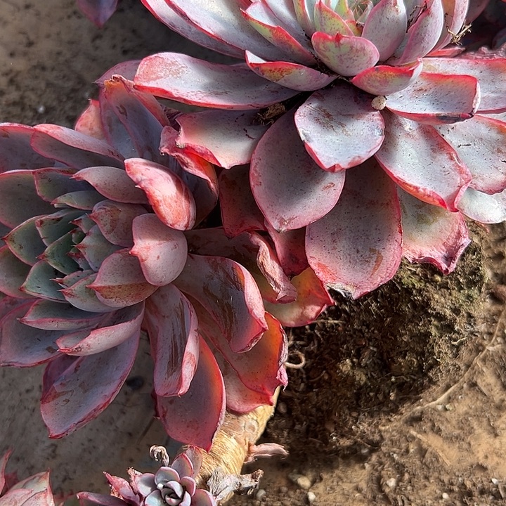 赫拉老桩双头起。            