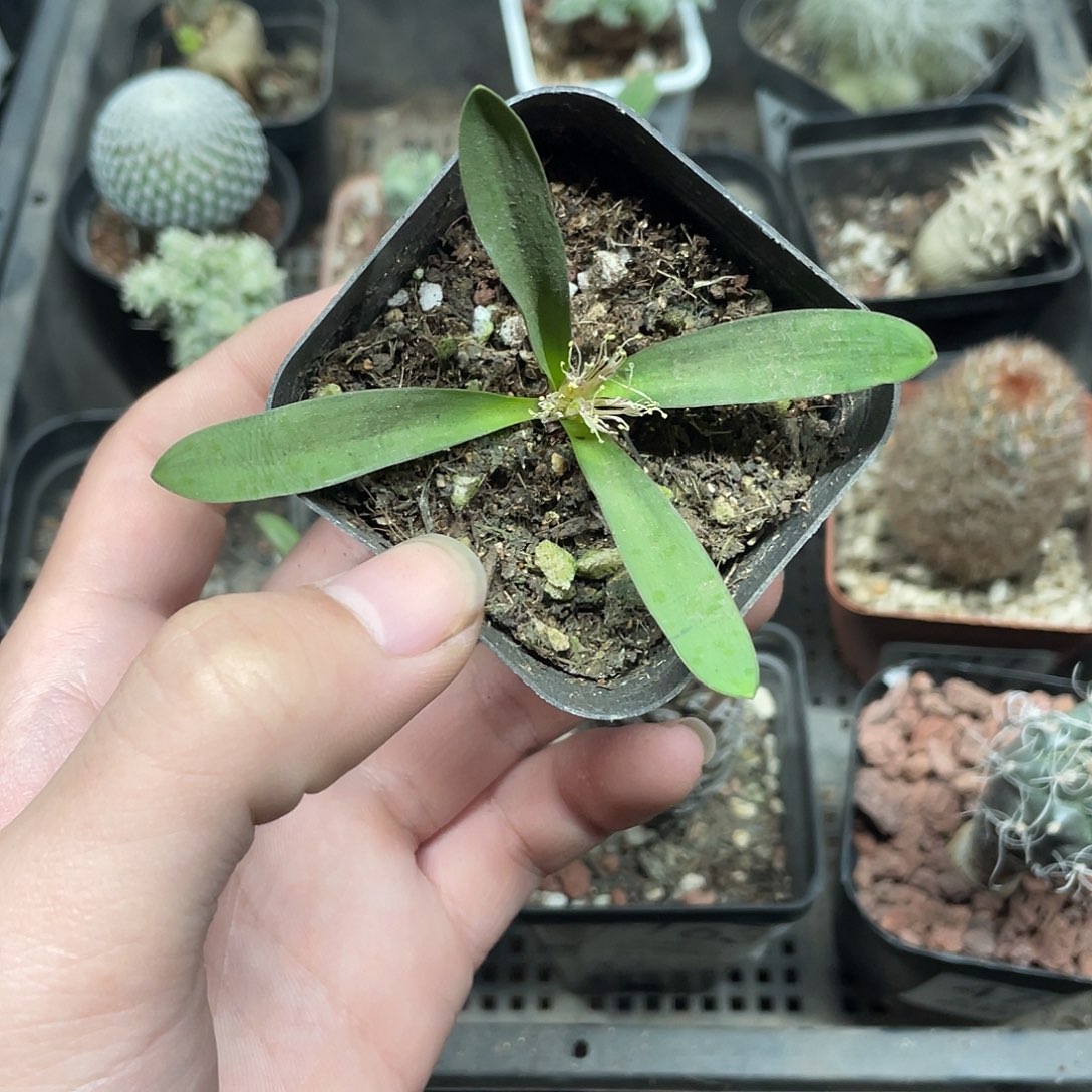 410秀丽立金花（满18包邮）