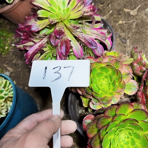 多肉植物组合2个