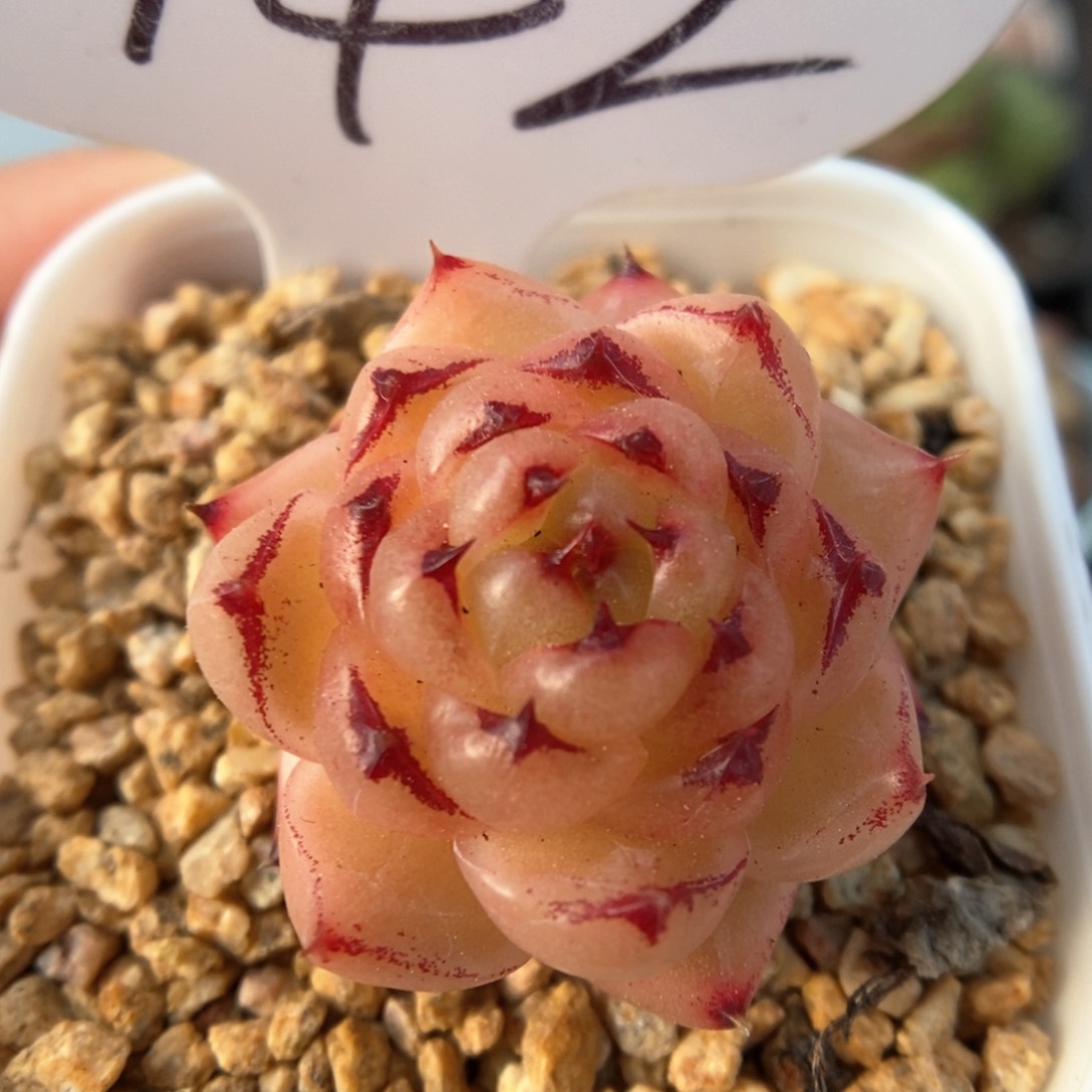 润玉珍妮可拍942号。