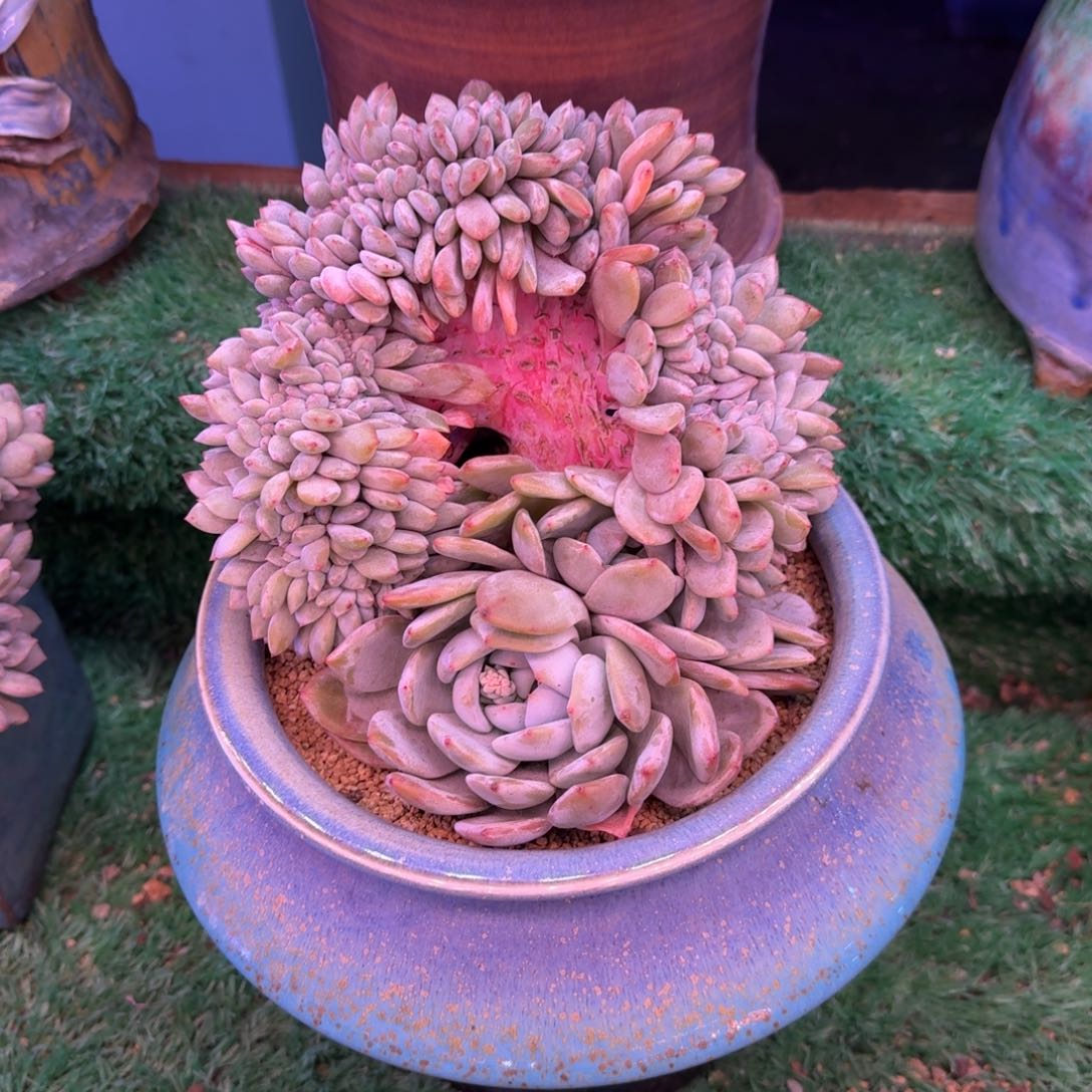 星影树缀无砍多肉