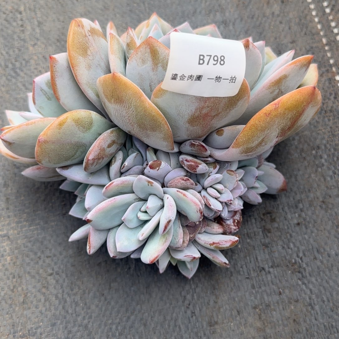 K***lB798奶茶群生    