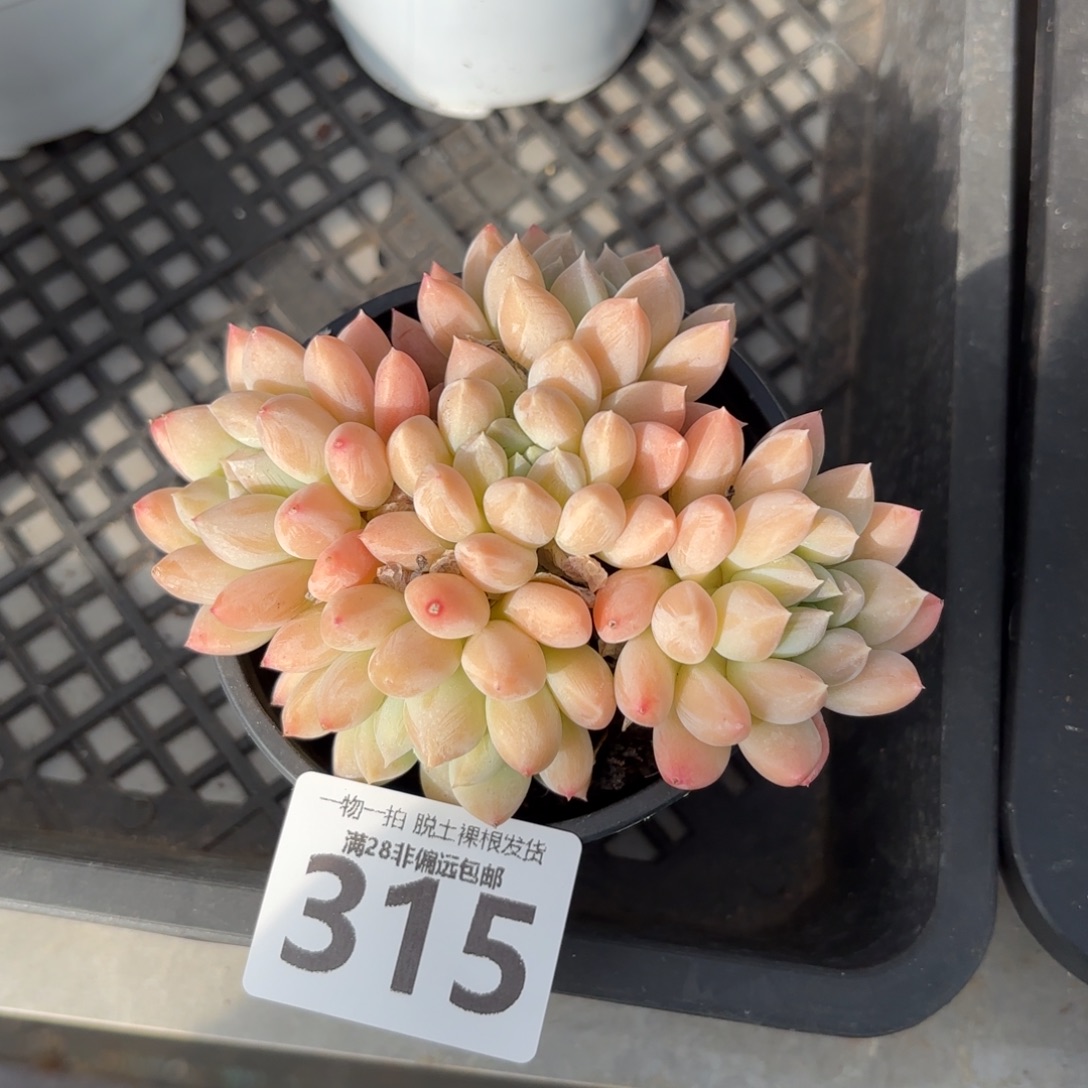 星空美人老桩无盆土发货