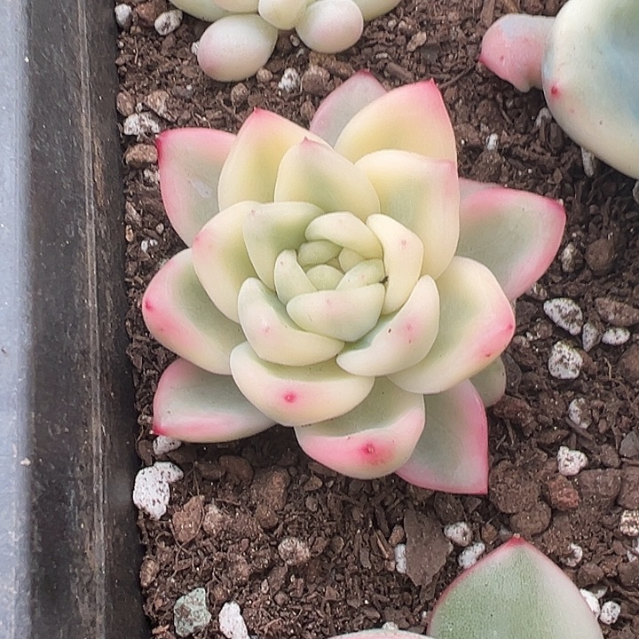 冰月亮锦多肉植物