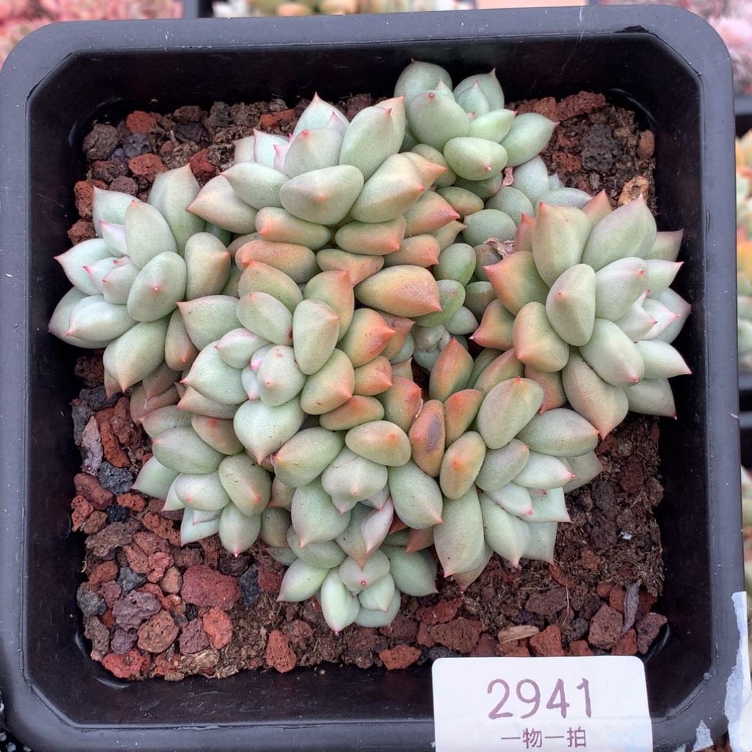 13厘米11头黄金象牙2941