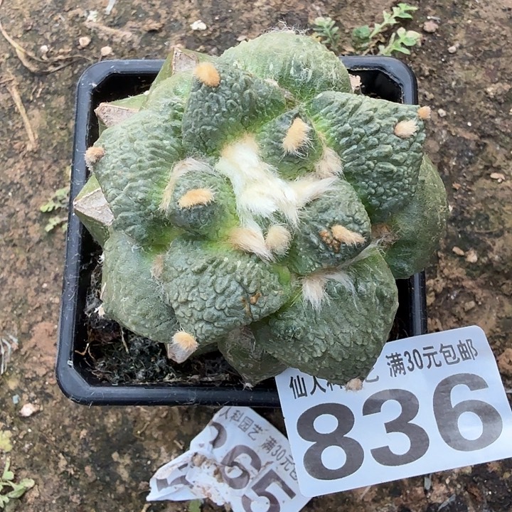 无花朵836哥怒牡丹东三