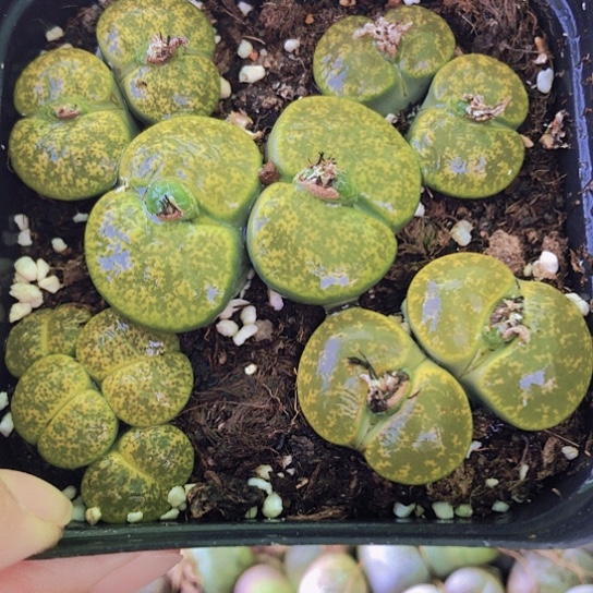 无花朵2688，10厘米盆如图