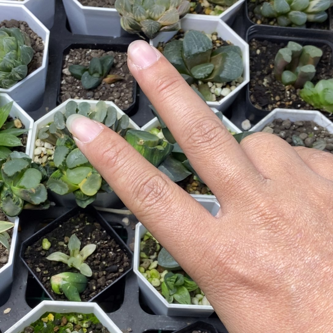 啊***然是是是是是是是是是寿