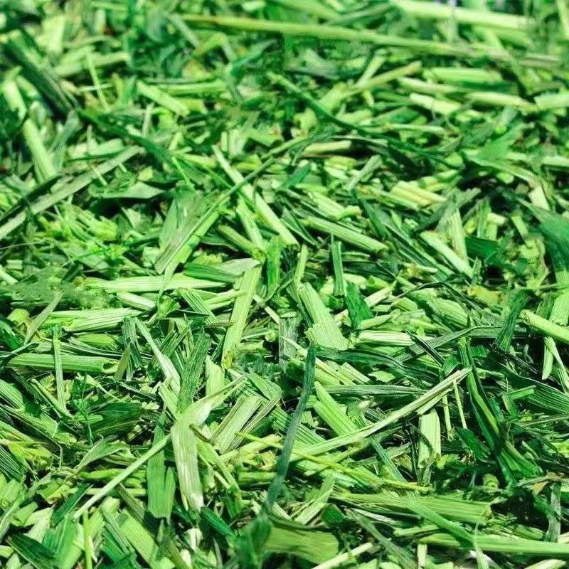 燕麦草段豚鼠荷兰猪.天竺鼠.兔兔龙猫牧草饲料100克