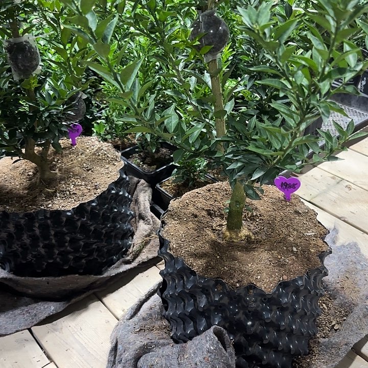 一***陈直播间八房柑一物一拍