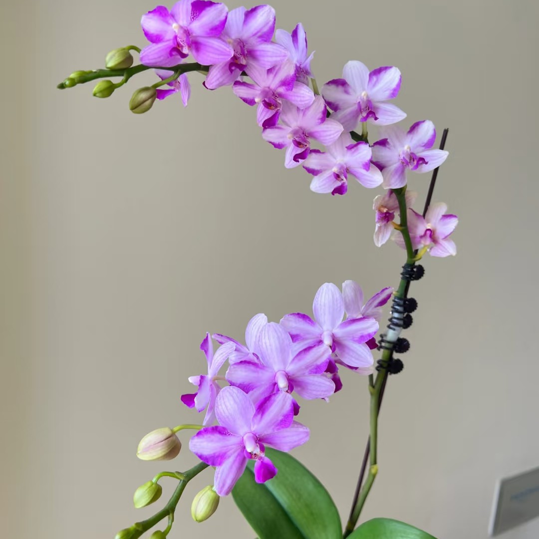 【双头紫水晶】3.0寸加高杯蝴蝶兰 夏花 香味