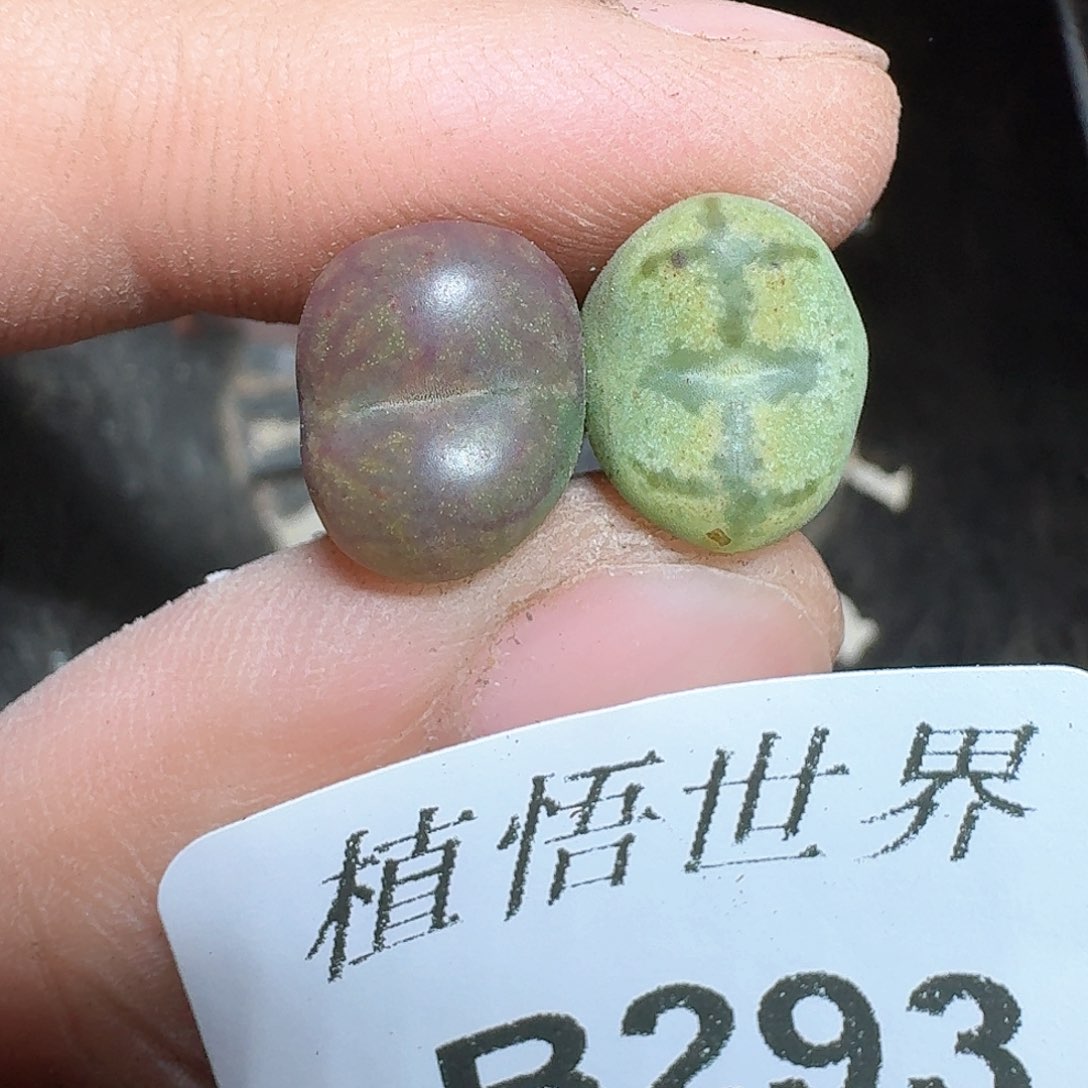 293盒多肉植物哇cv