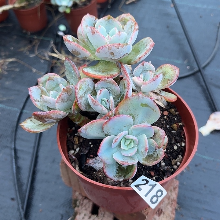 ?****?218血凤脱土发货不退不换