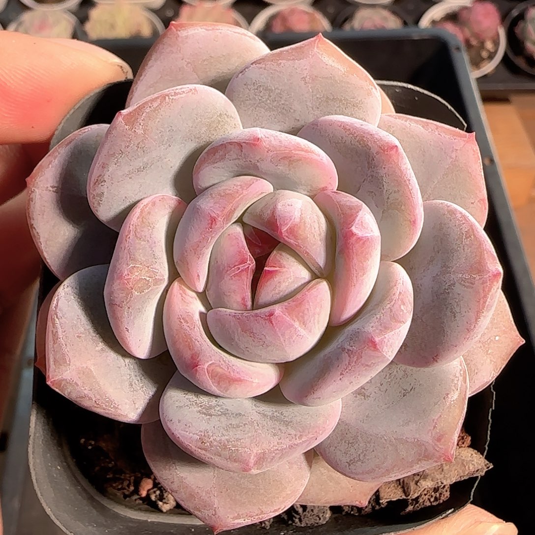 多肉1212-109石榴籽星影