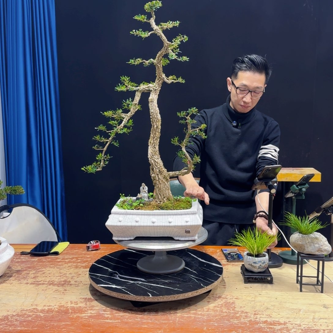 黄杨室内室外盆景艺术