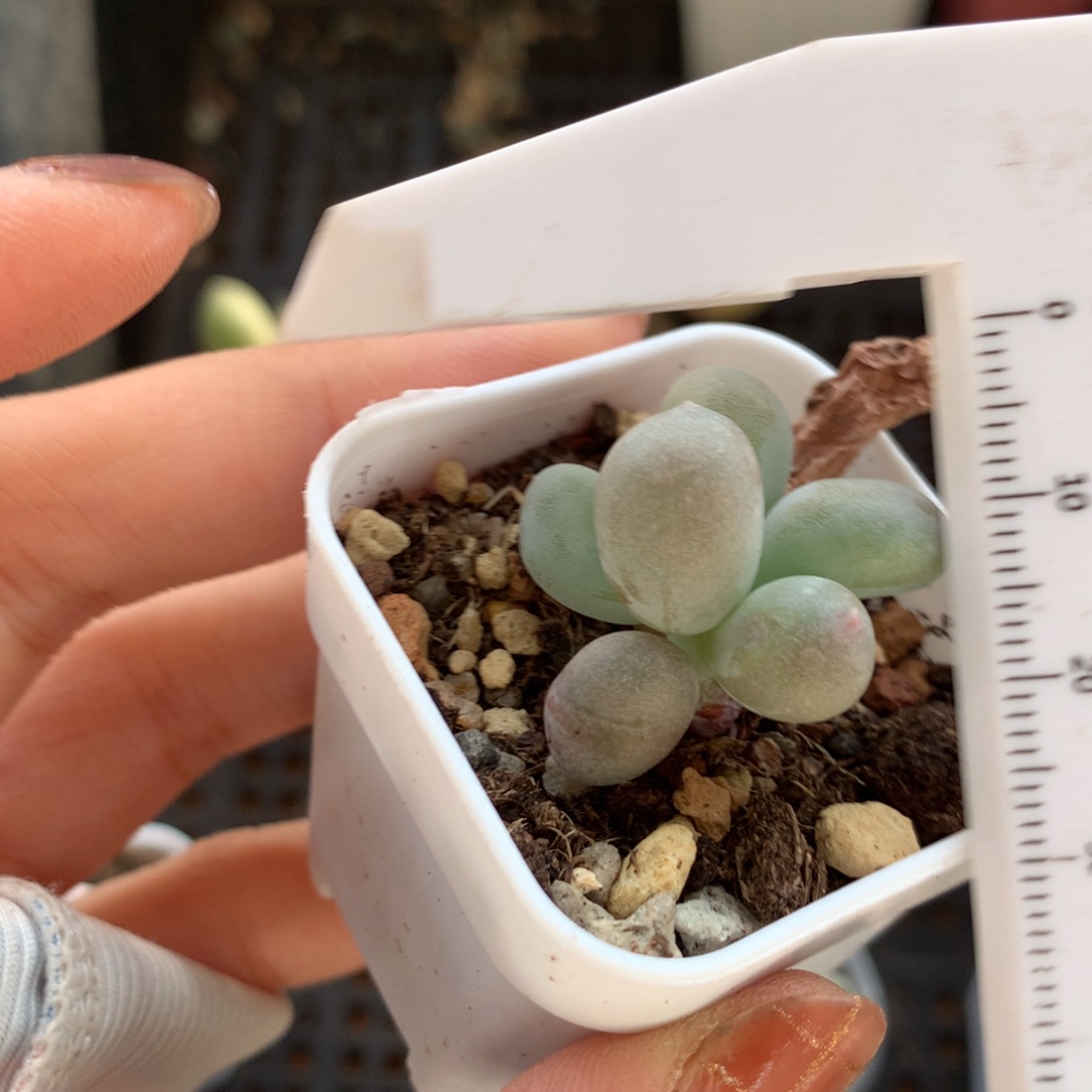 有锦基因米可奶 不满28发到付，发一片叶，~