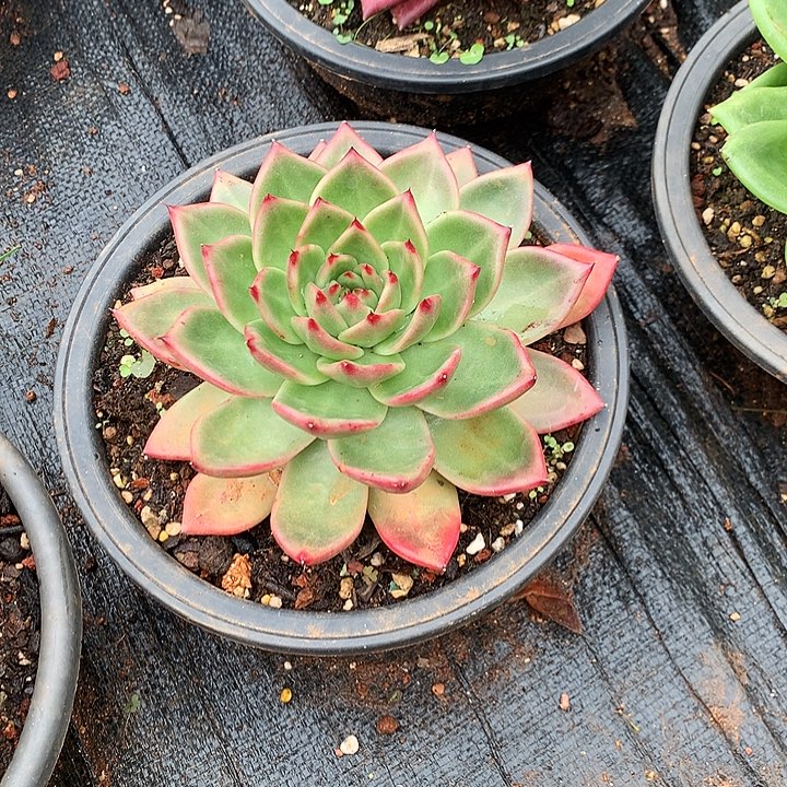 美肉特价活动开始啦