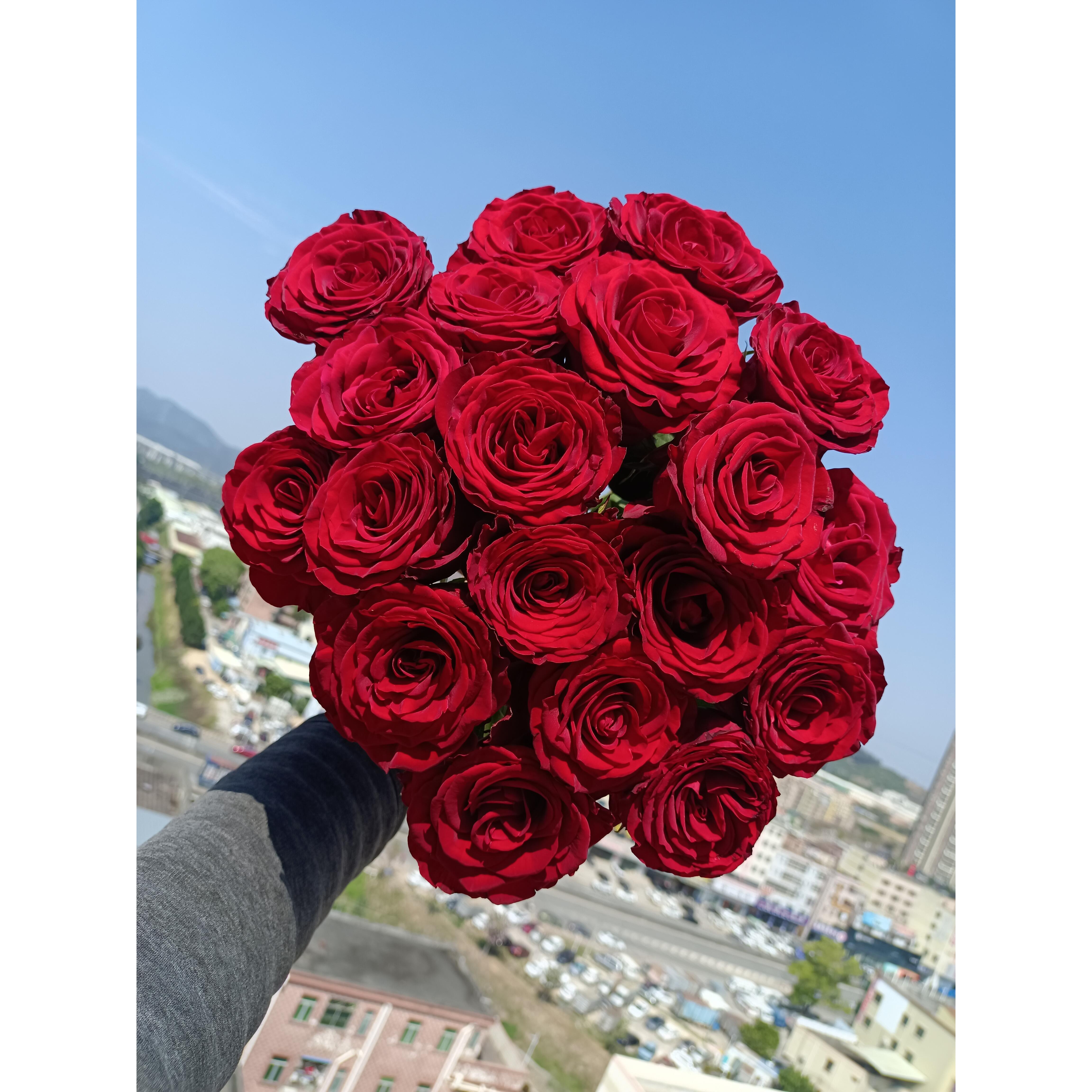 高原红玫瑰10支  批发花店摆摊直发一手货源 家养水养