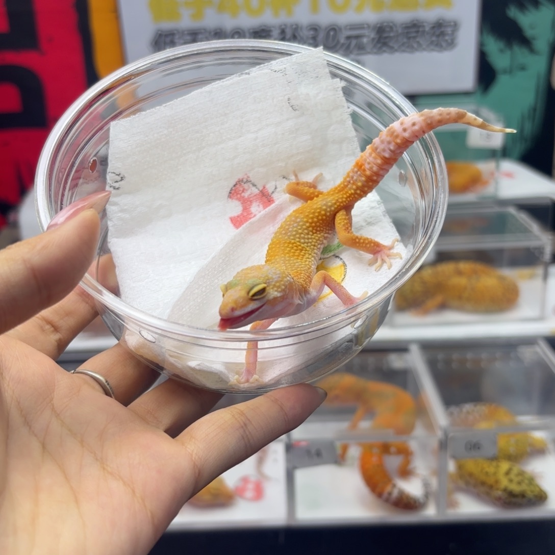 豹纹守宫阳光 妹妹T14