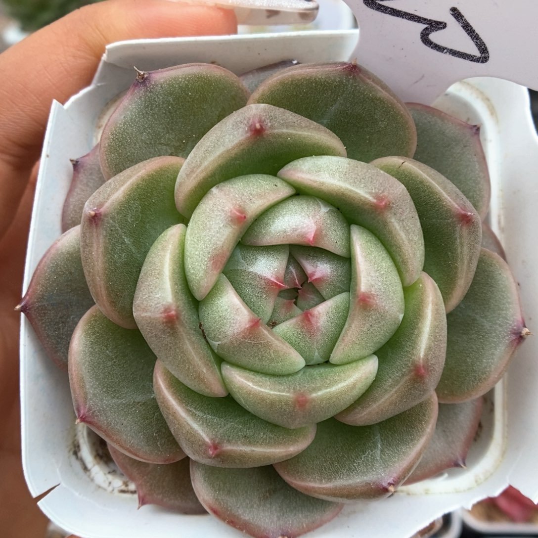 东云珍妮可拍420号。