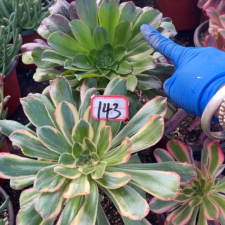 多肉植物143不售后