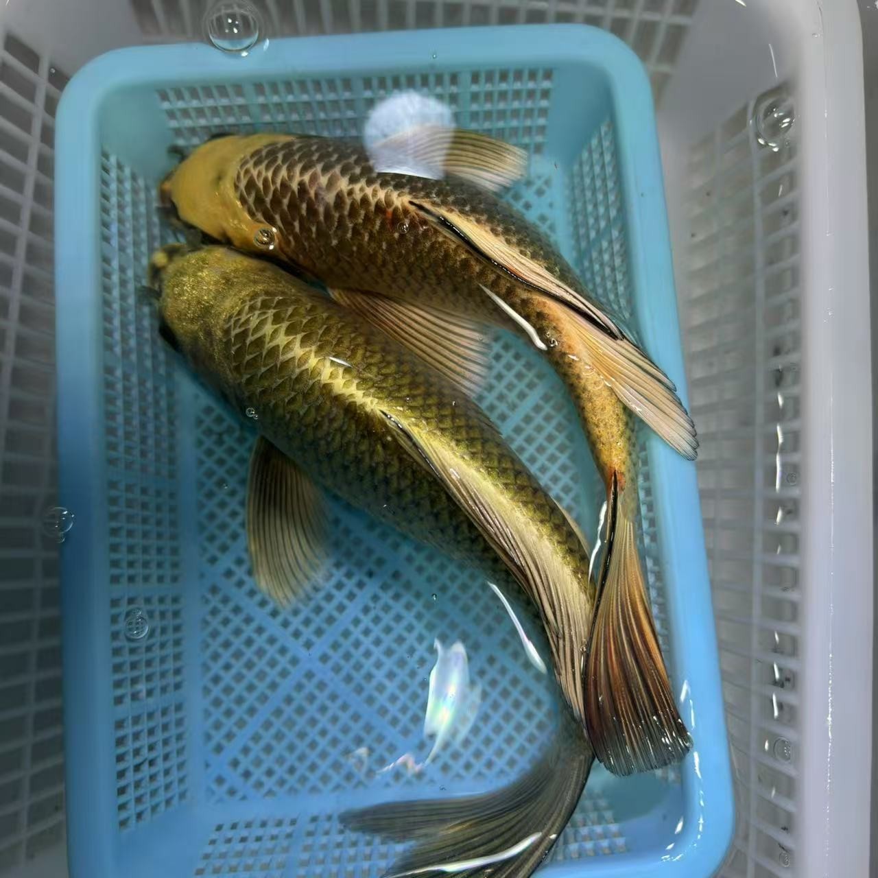 【两个熊猫】20-25厘米熊猫蝴蝶鲤台湾纯种冷水鱼大鳍大尾好养耐活