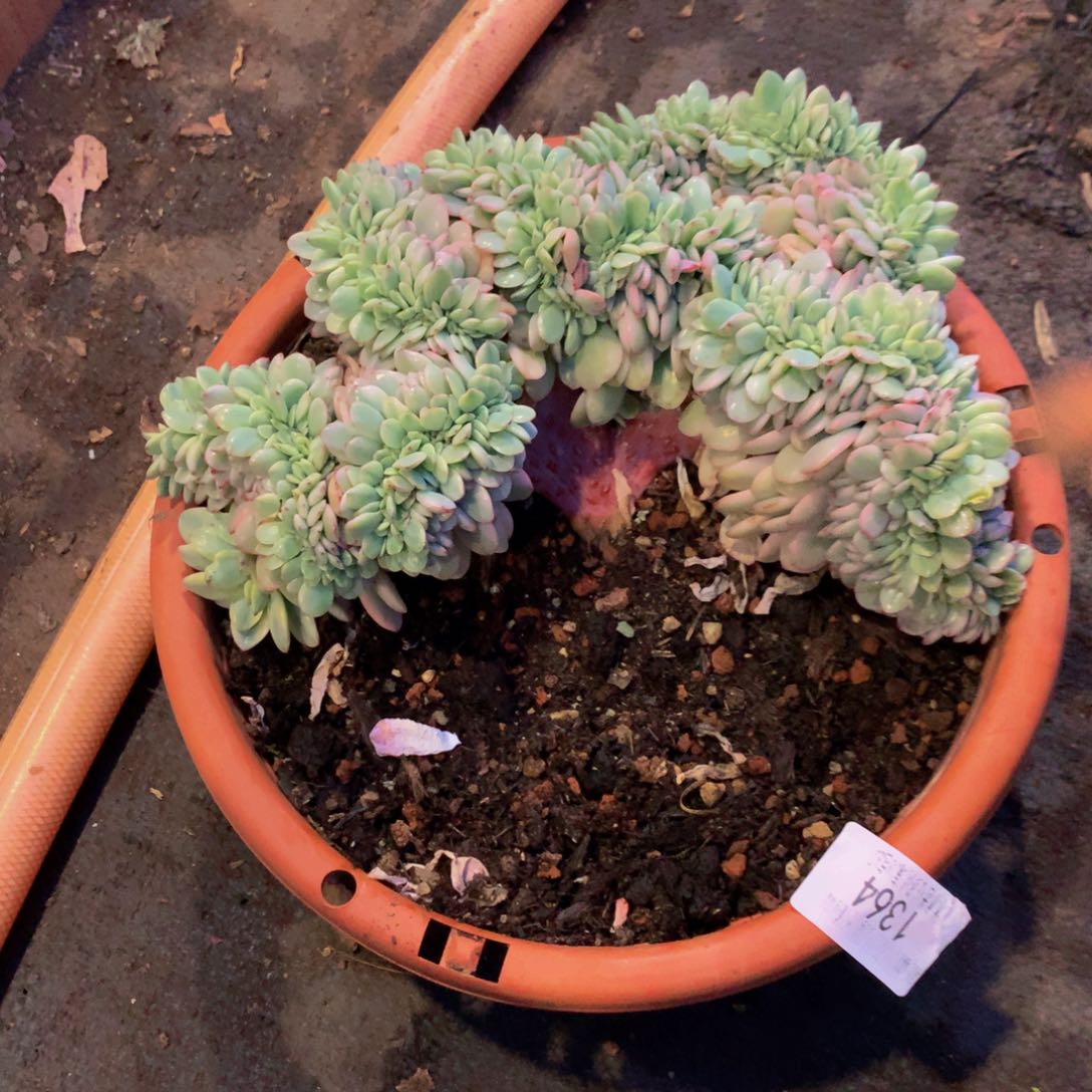 丽*梦1364雪碧锦缀化