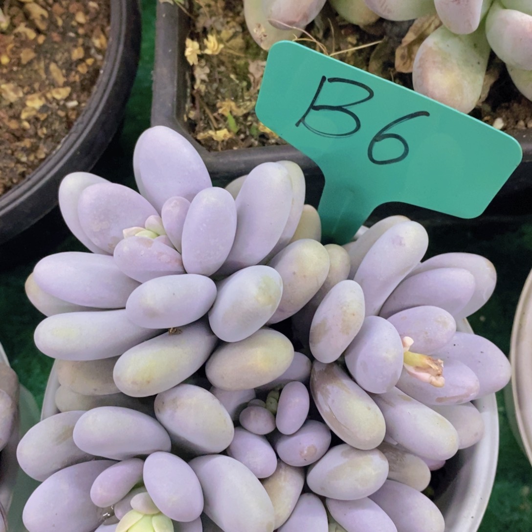 多肉植物，一物一拍，第5场