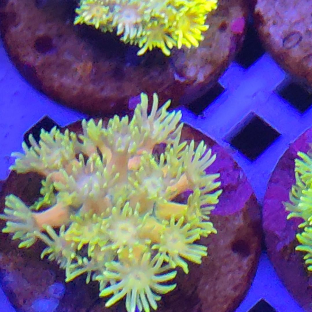 智海珊瑚不接受退货不包邮