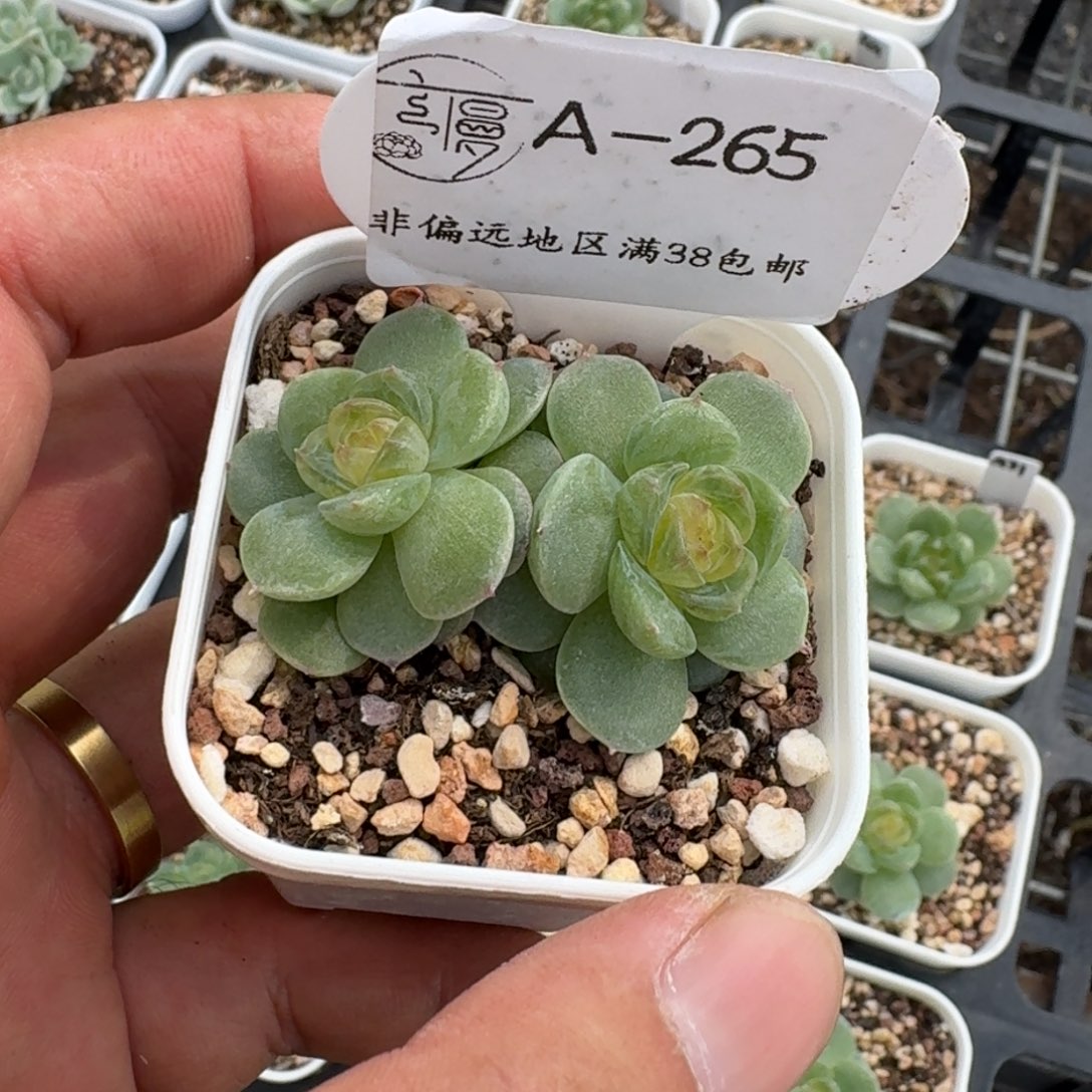 杨***玲265云慢花坊优选糖心珍妮一物一拍