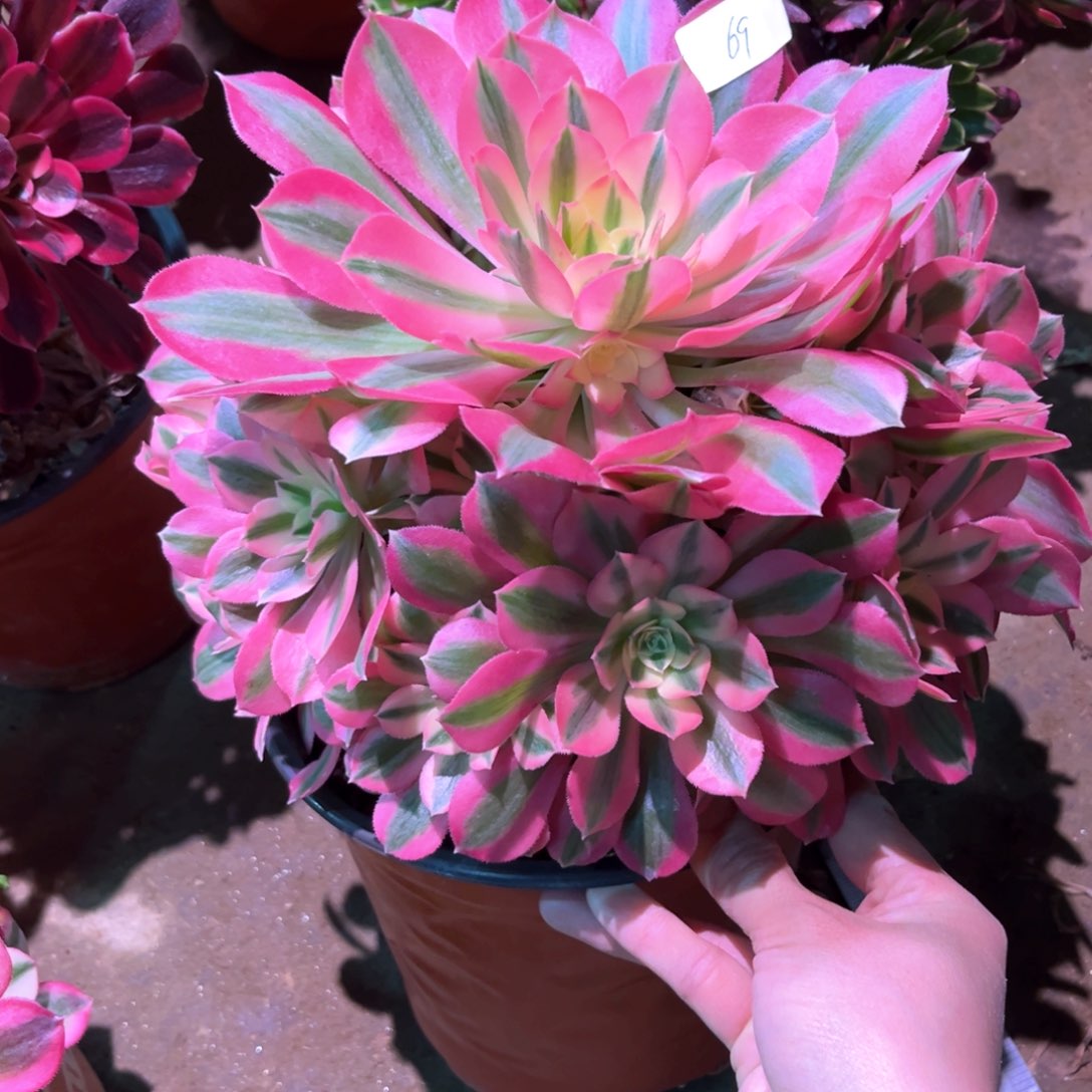 多肉植物女巫069