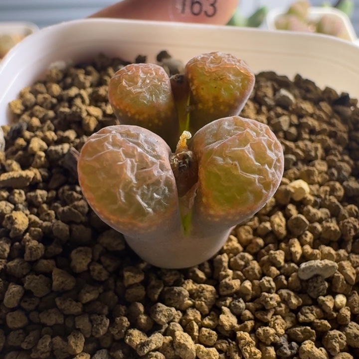 多肉...@.163............