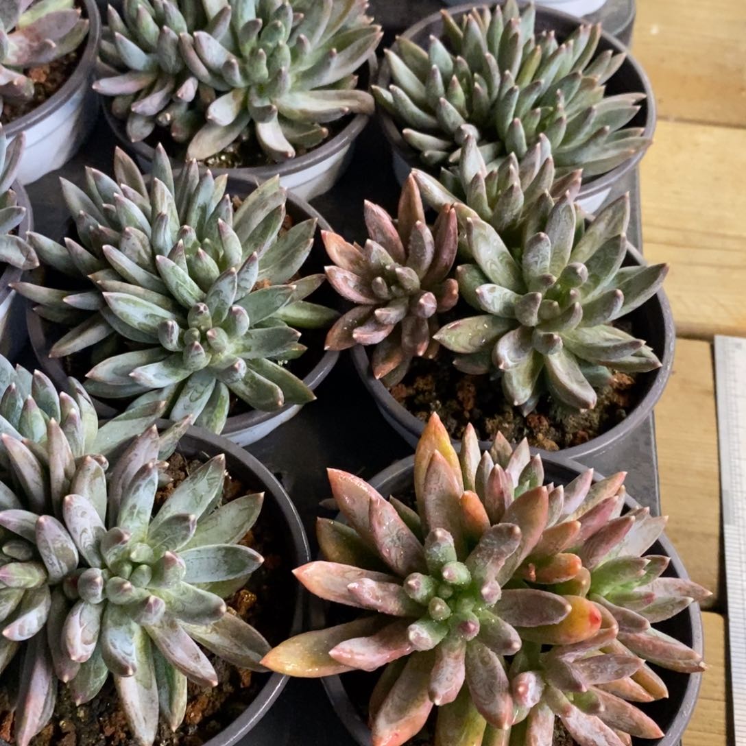 136。炫彩星。三头起。