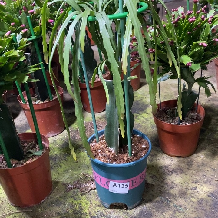 大部分花苞少量开放炎*?135菲菲拉