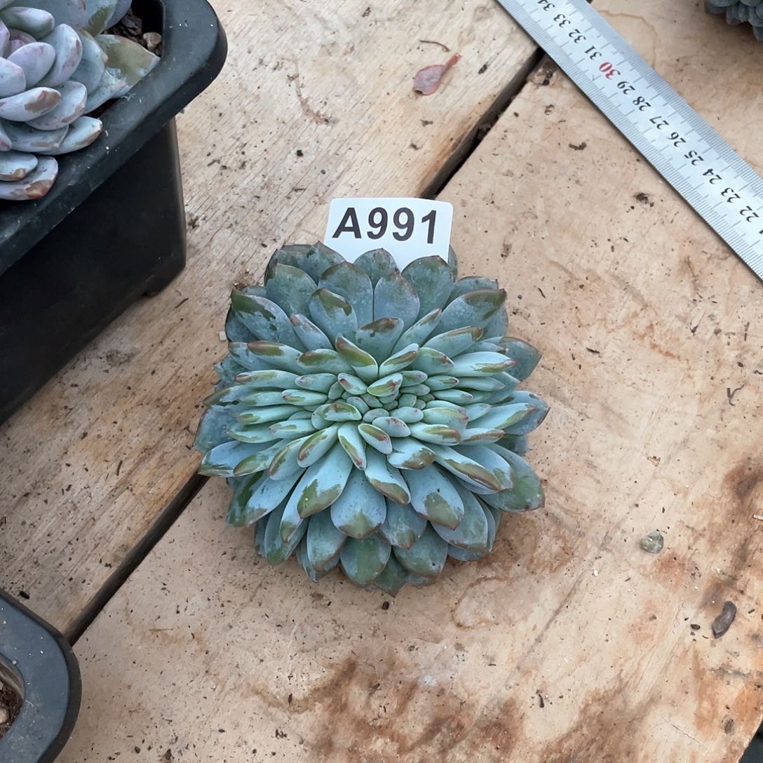 美***腿991多肉植物多肉植物