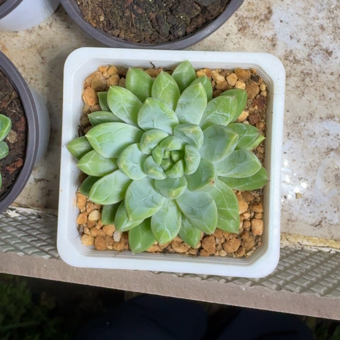 水晶萝莉 单头 一物一拍