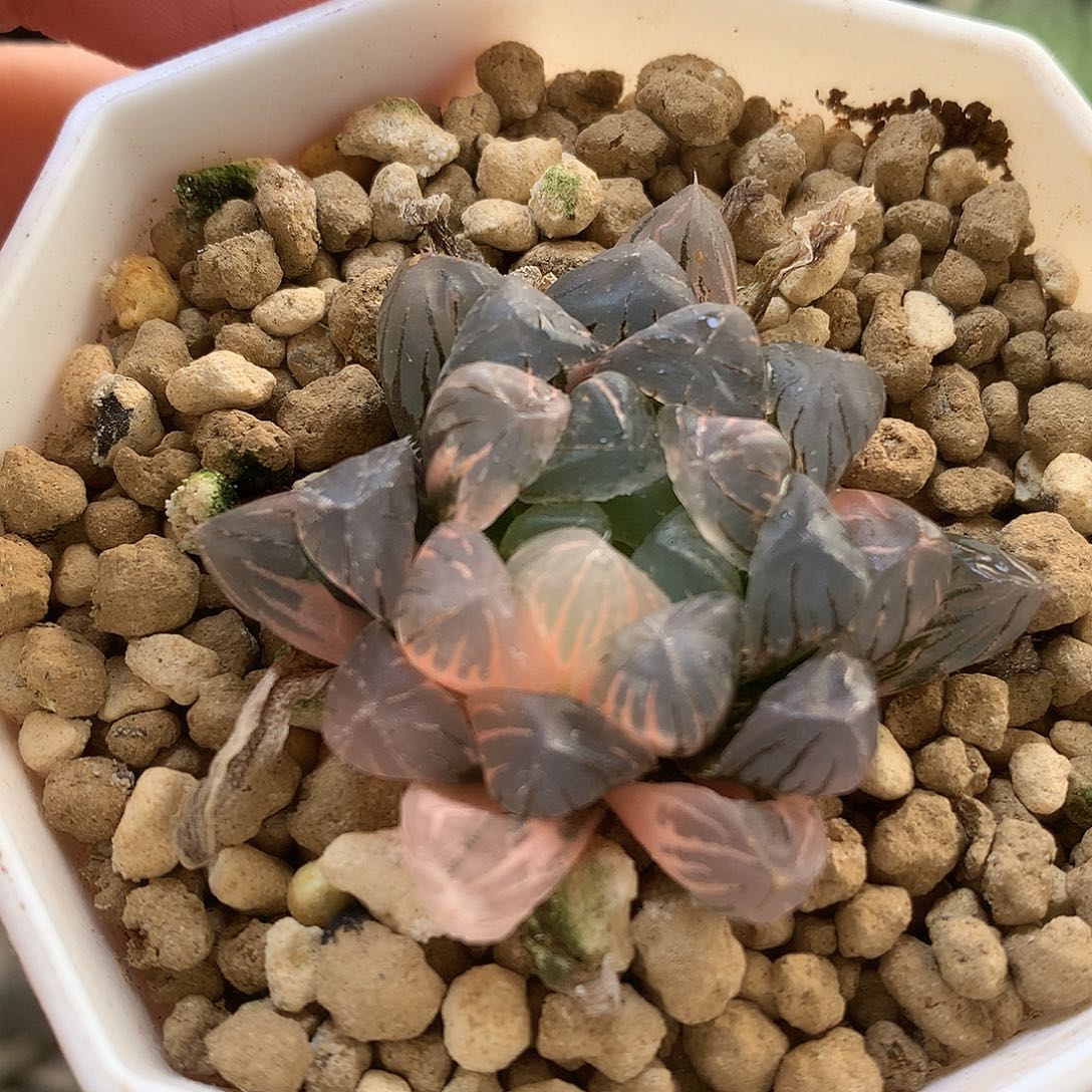 冰灯玉露锦okkkul