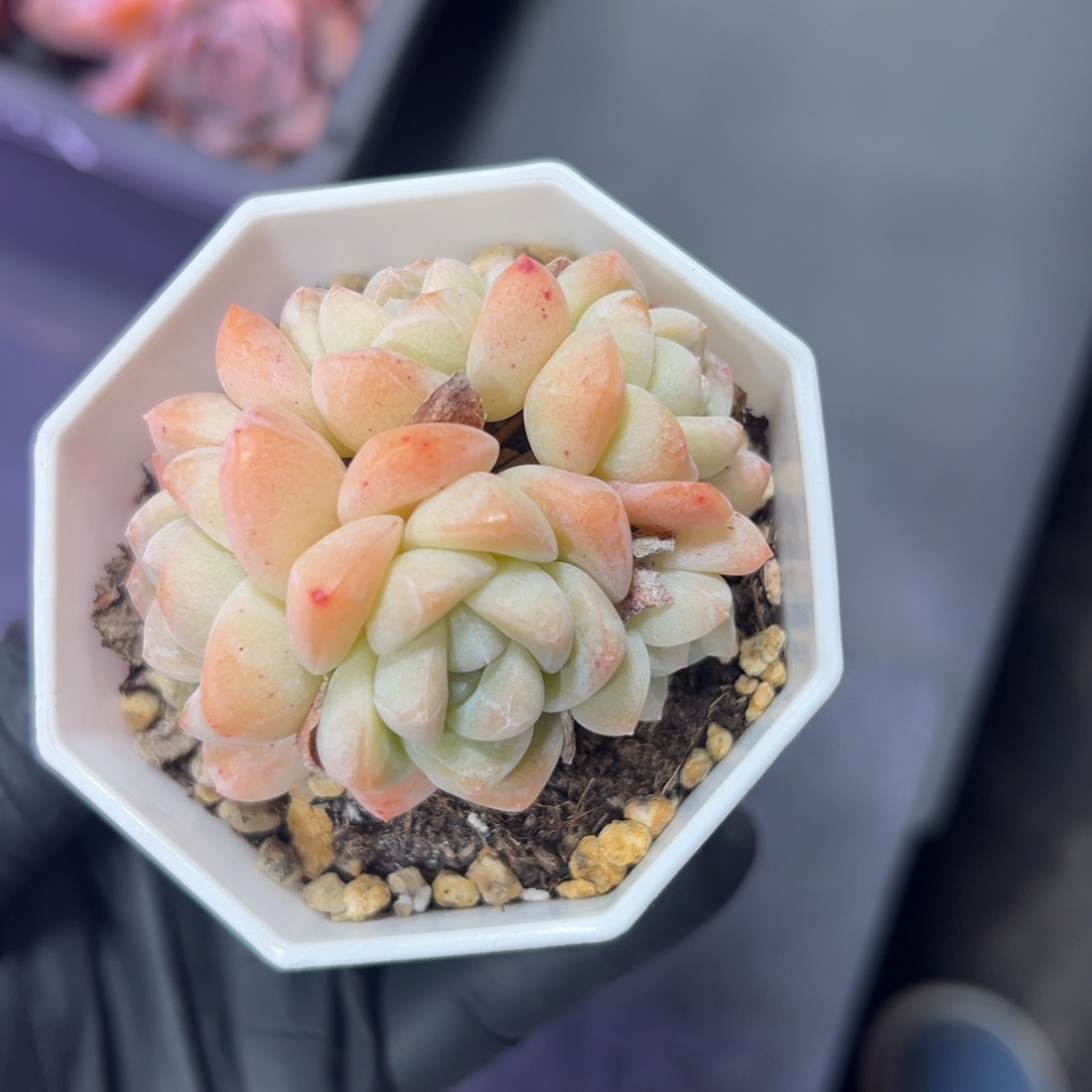 五头冰玉白底0000000