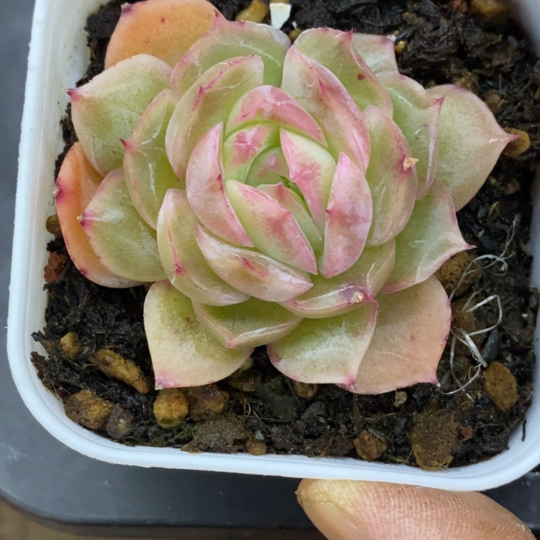 精品多肉一物一拍不包整206