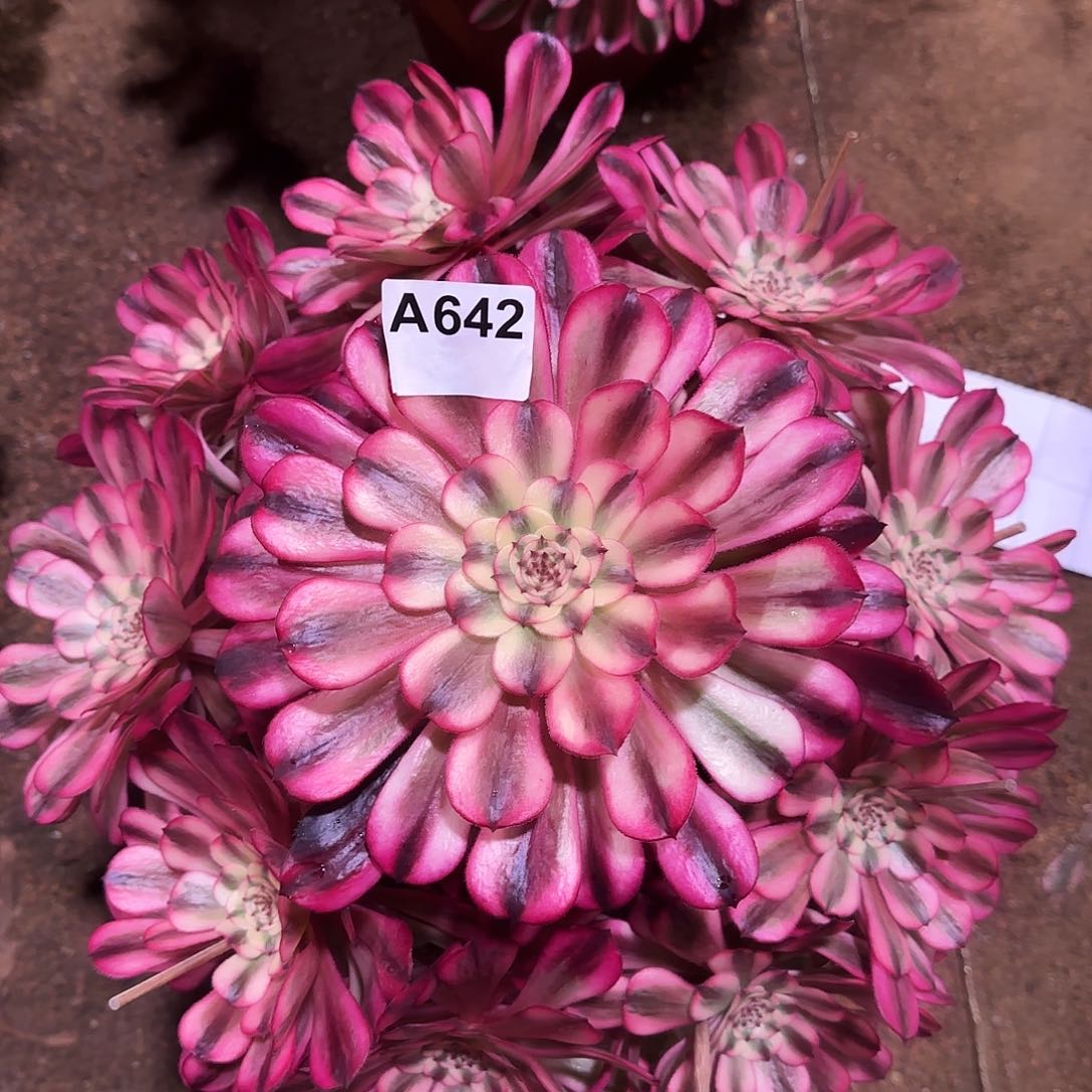 多肉植物十里红妆642