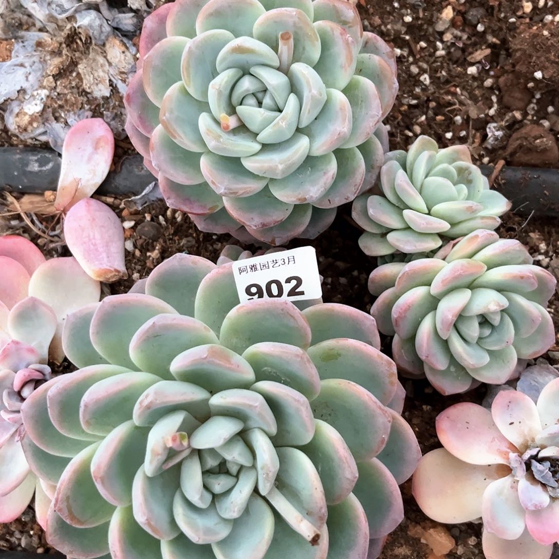 阿雅园艺 带桩发货902