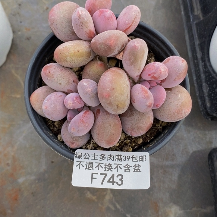蛋黄奶7cm743多肉植物
