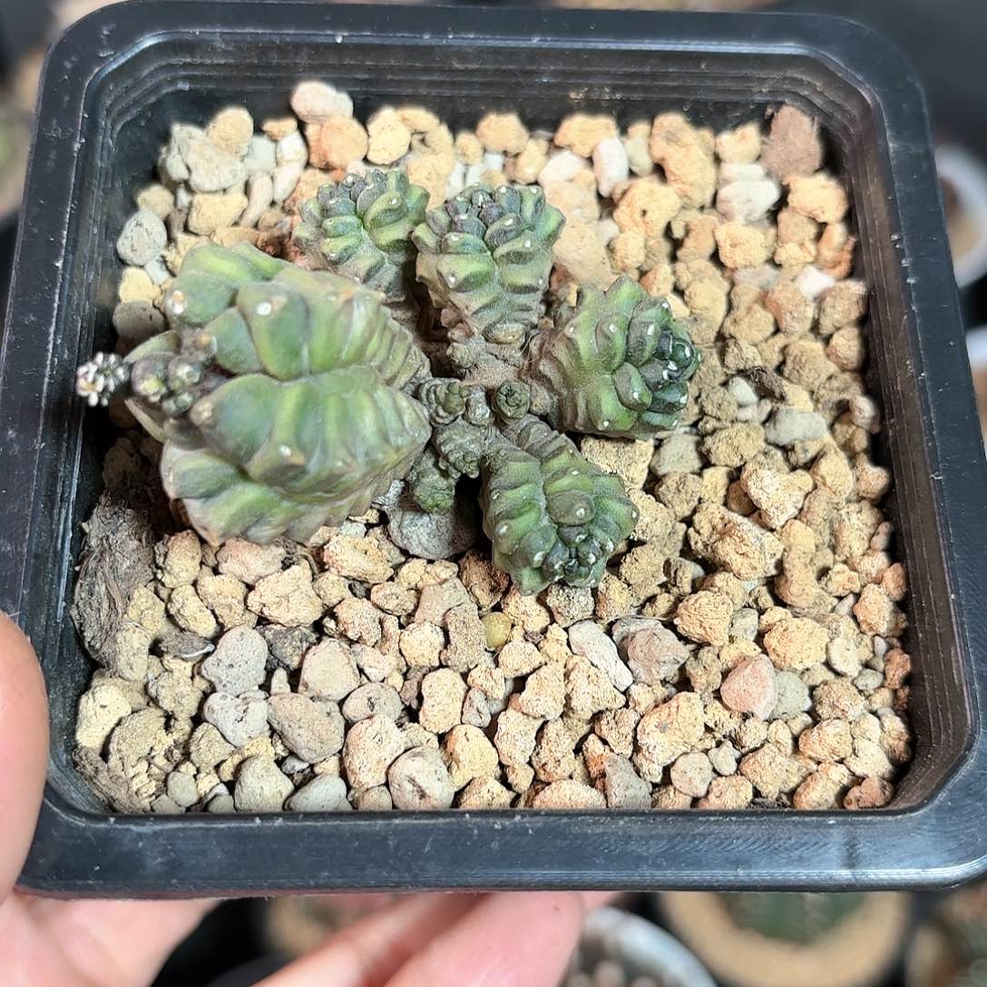 泰系米哈仙人球98号