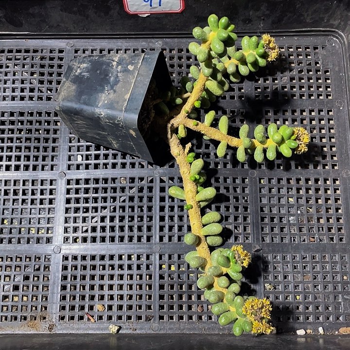 97号筐带盆土发货