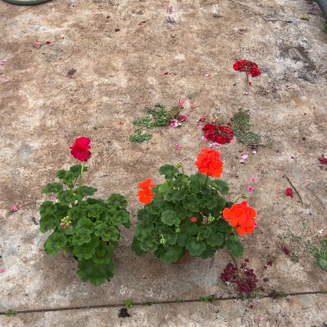 好***态完全开放测试加新品橙