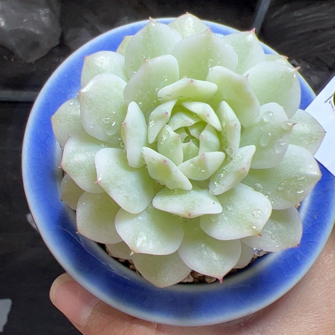 066 满38包邮一物一拍