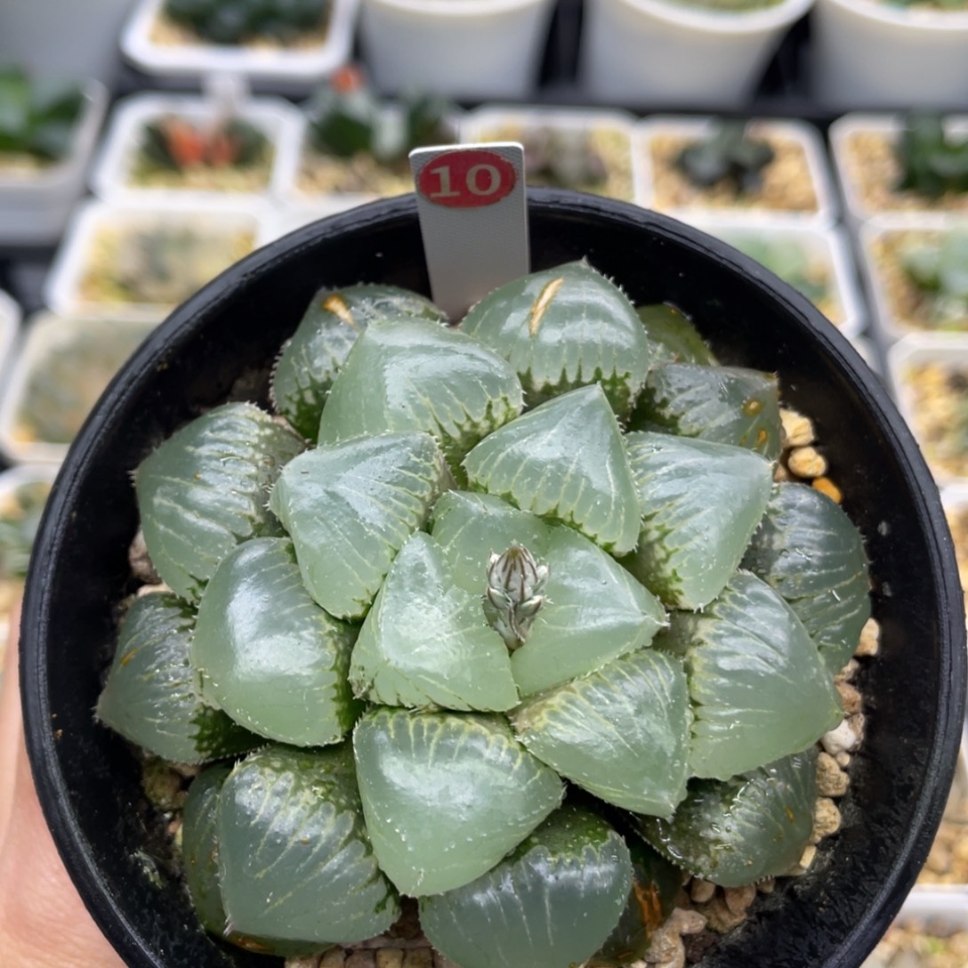 10 糯玉露母本株1111